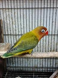 Pembayaran mudah, pengiriman cepat & bisa cicil 0%. Love Bird Ewings Green Blue Love Bird Pb Vio Fc Steemkr