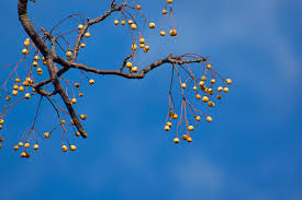 Image result for Ficus exasperata