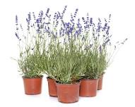 Lavender 101 Class & U-Pick