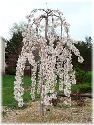 Read more about this here. Quality Wholesale Ornamental Trees For Indiana Landscapers Blooming Trees Ornamental Trees Bloom