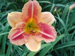 Mizog collectibles makes custom figures based on your loved ones. Daylily Hemerocallis Most Unusual In The Daylilies Database Garden Org