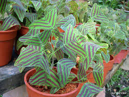 Christia Obcordata Stripe Common Name Butterfly Leaf Plant Iron Butterfly Butterfly Stripe Or Swallowtail Perennia Plants Trees To Plant Butterfly Plants