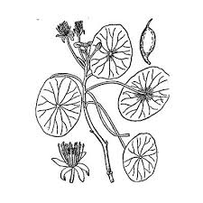 Image result for Brasenia schreberi