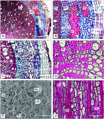 Image result for Fadogia tomentosa