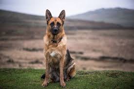 What Happens To Police Dogs When They Retire Police Dogs Dogs Service Dogs