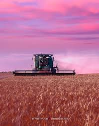 Golden Harvest Australian Photography Golden Harvest Rural