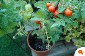 If you have lots of flowers and no tomatoes. A Single Tomato Plant Can Produce 200 Tomatoes In A Season Here S How To Sow Them