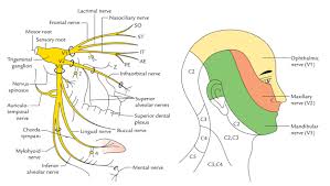 Easy Notes On Trigeminal Nerve Learn In Just 3 Minutes