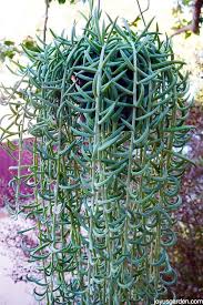 My Pop Up Grey Fishhooks Senecio Store Succulent Landscaping Succulents Indoor Plants