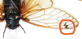 It was originally obtained by going onto a googlechromebooklaptop and redeeming a code. Can You See Letters Like W P On A Cicada S Wings Cicada Mania