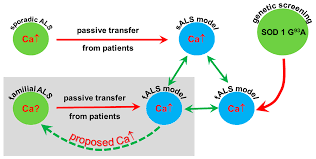 Ijms Free Full Text Passive Transfer Of Sera From Als Patients With Identified Mutations Evokes An Increased Synaptic Vesicle Number And Elevation Of Calcium Levels In Motor Axon Terminals Similar To