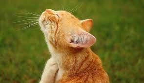 We did not find results for: Gale Du Chat Qu Est Ce Comment La Soigner Josera