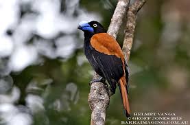 Image result for Vangueria vestita