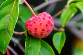 Shop at our thrive life food store. What Is A Flowering Dogwood Tree Home Stratosphere