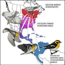 The Evolution Of Bird Migration Bird Migration Bird Migration Map Bird