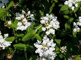 Image result for Lantana moldenkei