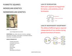 For each genotype below, indicate whether it is heterozygous (he) or homozygous (ho). Mendelian Genetics Worksheet Answer Key Promotiontablecovers