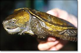 السلحفاة حياتها وانواعها بالصور