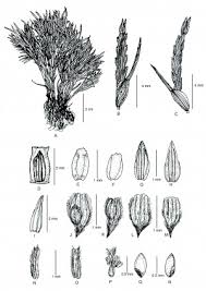 Image result for Enteropogon monostachyos