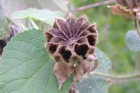 Image result for Abutilon grantii