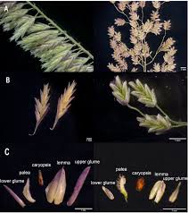 Image result for Centropodia glauca