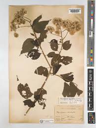 Image result for Microglossa