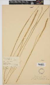 Image result for Setaria pseudaristata