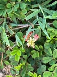Image result for Indigofera spicata