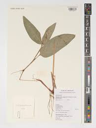 Image result for Marantochloa