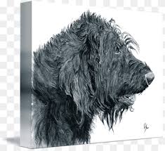 The russian wolfhound breed is statuesque and possesses an aristocratic demeanor. Glen Scottish Terrier Portuguese Water Dog Tibetan Terrier Black Russian Terrier Labradoodle Carnivoran Dog Like Mammal Dog Breed Png Pngwing