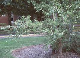 Image result for Pycnostachys reticulata