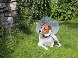 Choosing The Best Age To Spay Or Neuter Your Dog Buzzards Bay Blog
