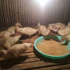 Rumahku duluk ade d peltim d 15 depan taman mini. Telur Entok Mentok Rambon Shopee Indonesia