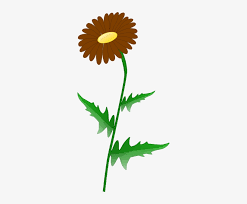 Download How To Set Use Brown Daisy Svg Vector Daisy Clip Art Transparent Png 306x596 Free Download On Nicepng