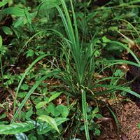 Image result for Carex chlorosaccus