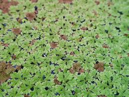 Image result for Azolla filiculoides