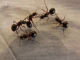 The company offers quarterly pest control, termite control, mosquito service, and landscaping services. 8 Mind Blowing Facts About Ants Best Pest Control