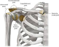 Although it may be referred to as the scapulothoracic joint, the scapula is not a true. Shoulder Arm Atlas Of Anatomy