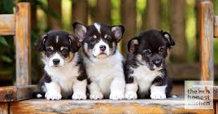 When you first bring your puppy home, it is safe to bring him outside, especially within the confines of your own yard. When Should Puppies Go To Their New Home The Honest Kitchen Blog