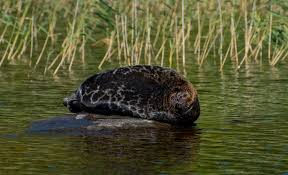 Das russische umweltministerium geht davon aus, dass die tiere in fischernetze geraten. Saimaa Robben In Finnland Die Ringelrobbe Visit Saimaa