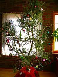The wild ancestors of the hybrid xmas cacti are epiphytes which grow on the mossy branches of trees in. Pencil Cactus Tree Like Mine Christmas Tree Plant Small Space Christmas Tree Country Christmas Trees