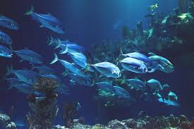Deep sea leisure, which also operates deep sea world, near edinburgh, saw visitor numbers fall 5% in 2007 but in april alone they plunged 28%. How Do Deep Sea Creatures Adapt And Survive The Crushing Pressure