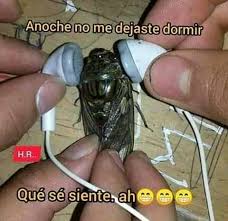 Sustantivo de género exclusivamente femenino, que lleva los artículos la o una en singular, y las o unas en plural. Esta Chicharra Me Las Pago Memes Y Chistes Chapines Facebook