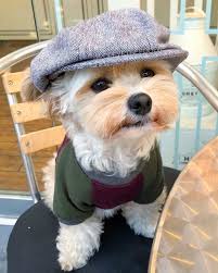 Dogs Who Look Like People Cute Baby Animals Cute Animals Cute Dogs