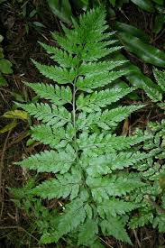 Image result for Asplenium goetzei