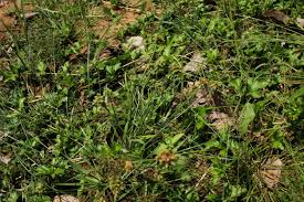 Image result for Fuirena ciliaris