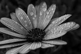 Black and white flower photography is a great starting point for monochromatic still life photography. Black And White Flowers Free Stock Photos Download 17 669 Free Stock Photos For Commercial Use Format Hd High Resolution Jpg Images