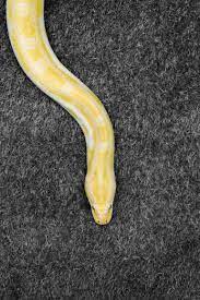 Strength Albino Snake Photograph Animal Photography Color Photography Photography