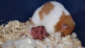 Hamsterlarda Ureme Ve Yavru Bakimi Vetbilgi