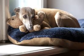 This dog gets along well with other dogs and cats. Meet The Italian Greyhound Personality Health And Care Aspca Pet Health Insurance